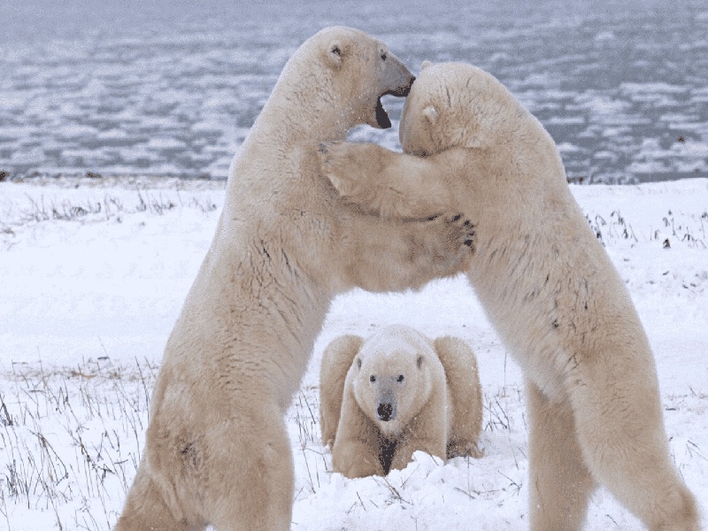 李先生夫妇成功案例